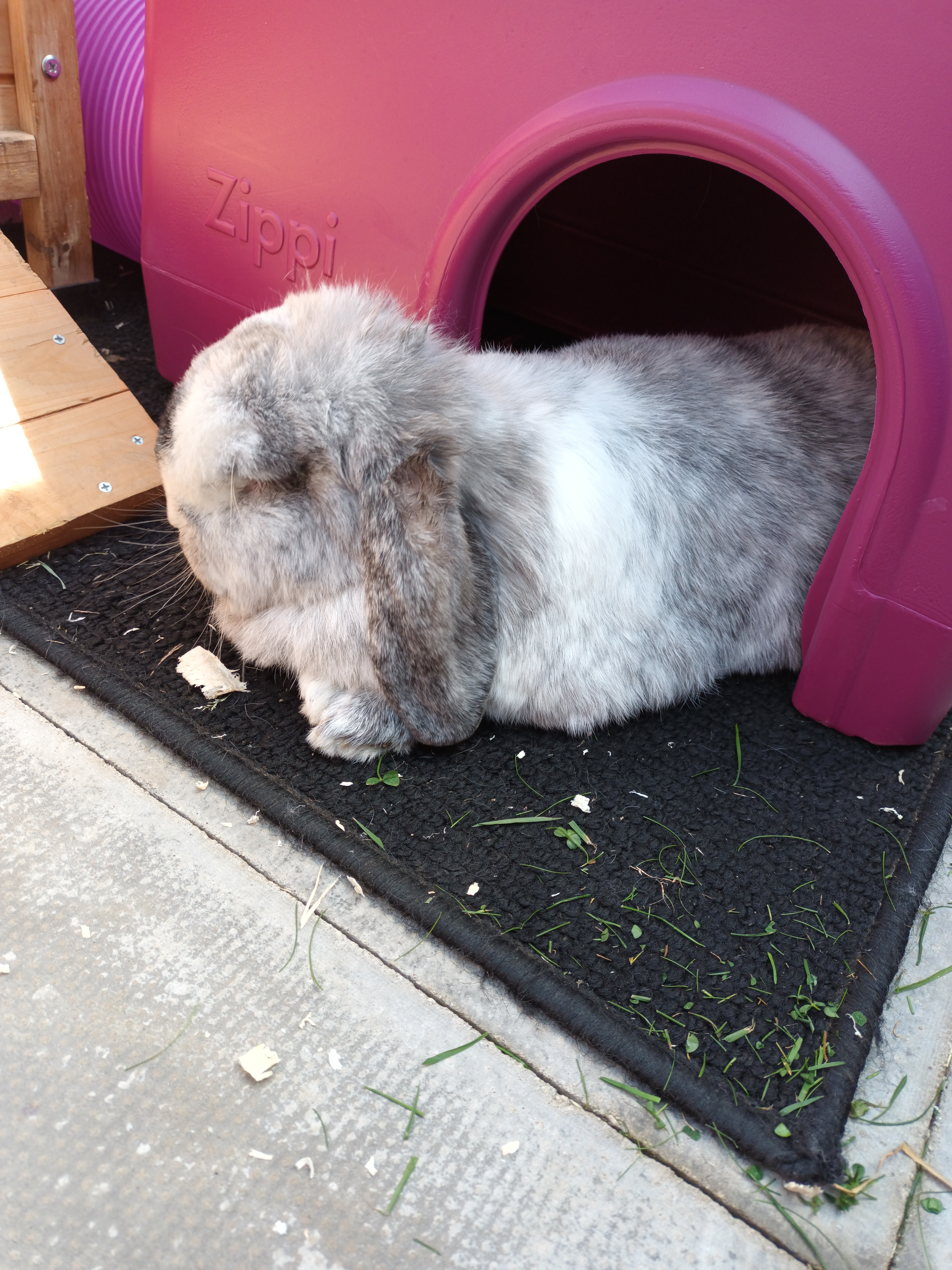 A rabbit eating a treat, sat in his pink shelter