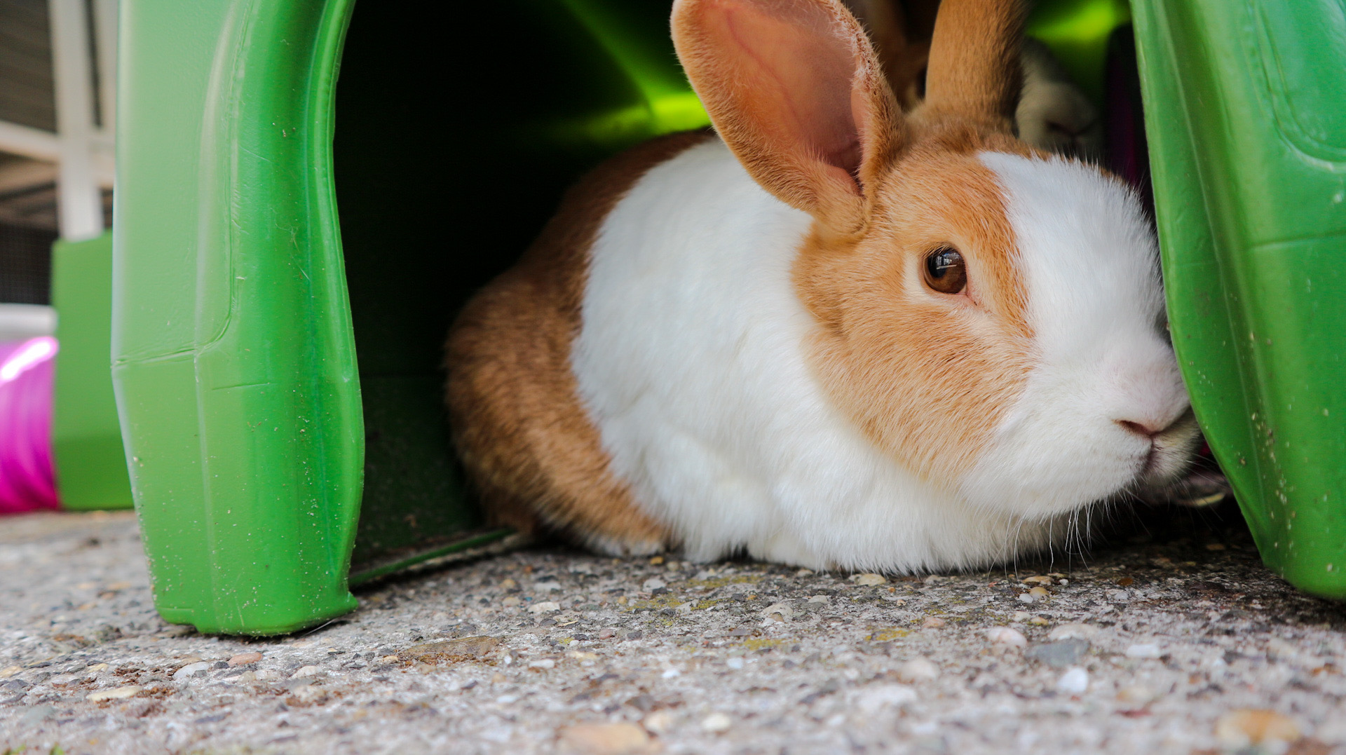 Un conejo sentado dentro de un refugio para conejos.