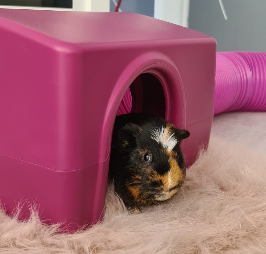 A guinea pig relaxing in a shelter.