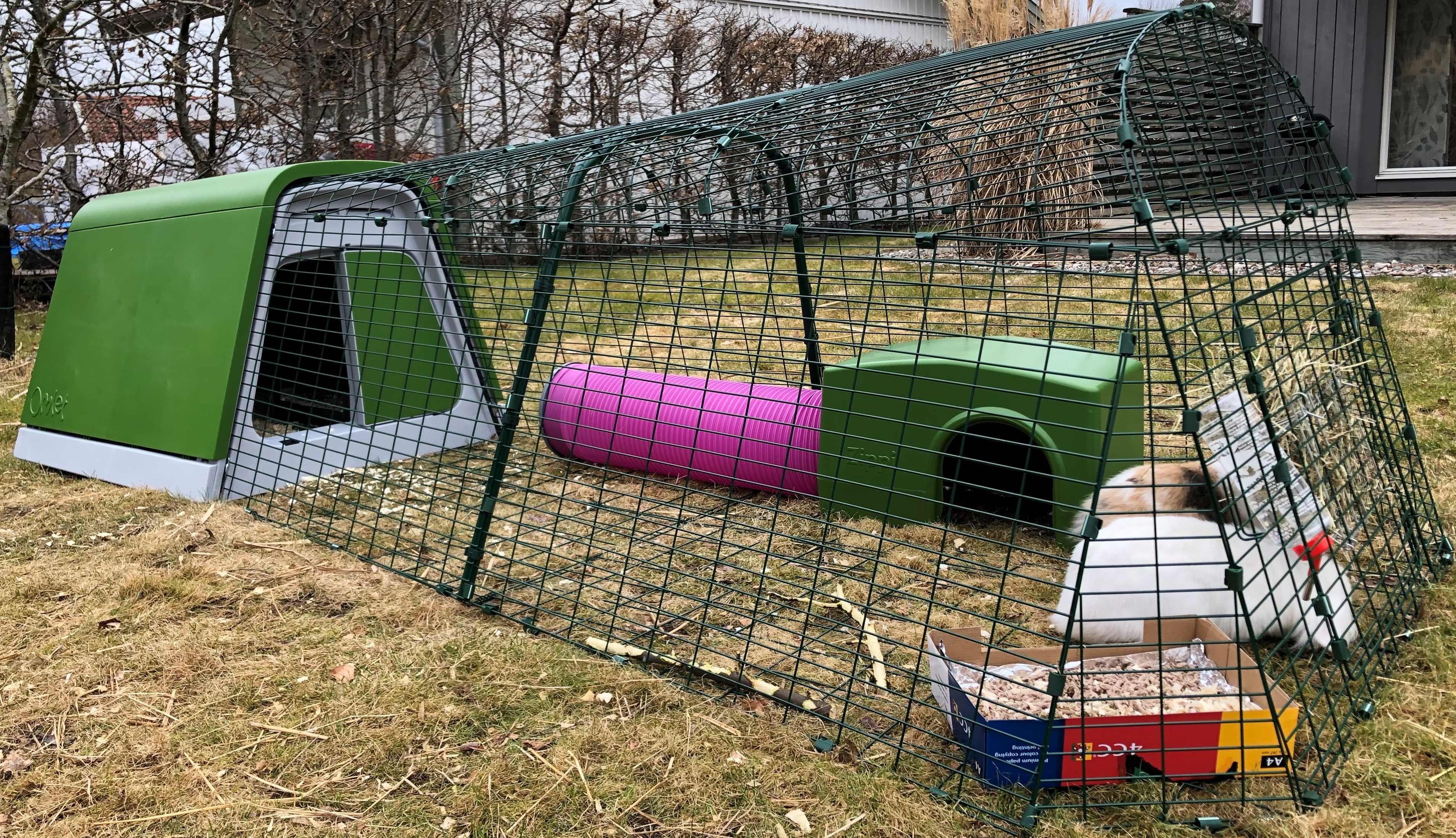 Omlet Eglu rabbit hutch with run, green Zippi shelter, pink Zippi tunnel and two rabbits